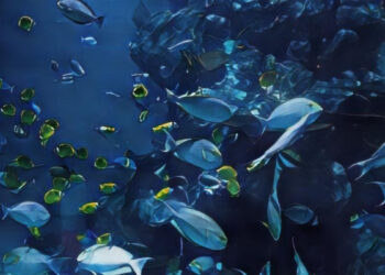 Environmental Science Definition